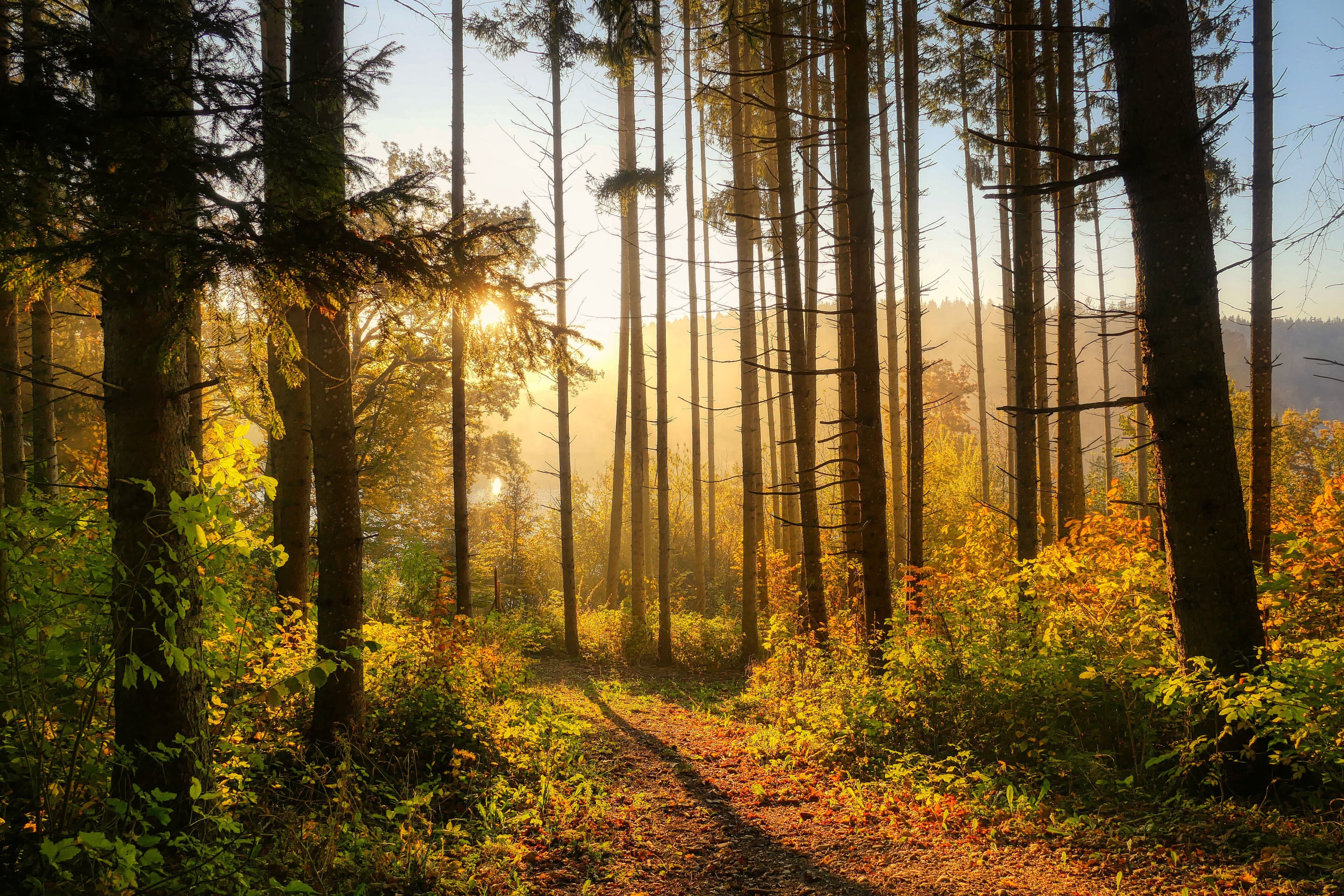 Soft morning light on a peaceful forest path