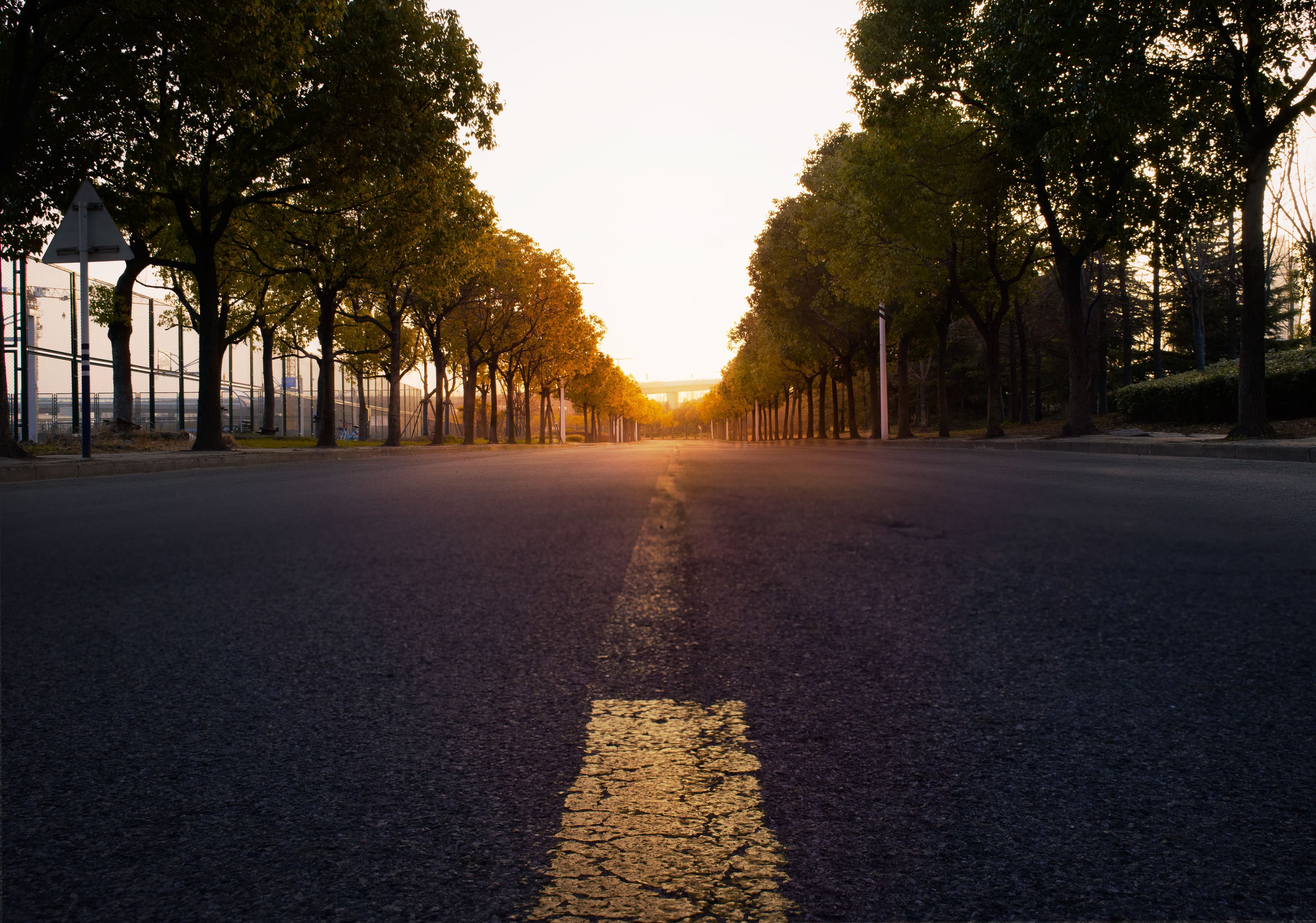 An empty road leading toward warm morning light between rows of trees.